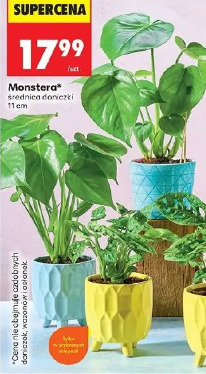 Monstera