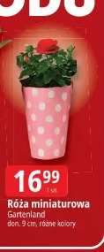 Róża miniaturowa Gartenland