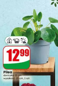 Pilea