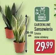Gardenline Sansewieria