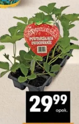 Truskawka powtarzająca owocowanie