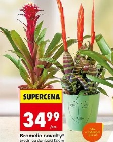 Bromelia novelty