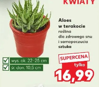 Aloes w terakocie