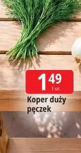 Koper duży pęczek