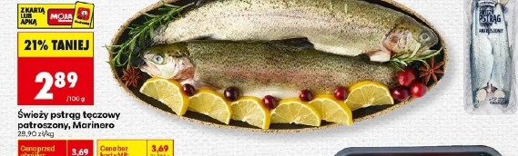 Świeży pstrąg tęczowy patroszony Marinero