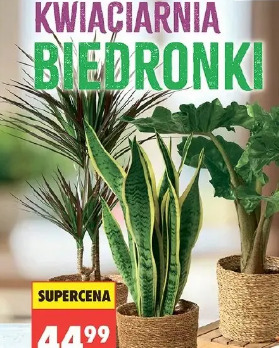 Rośliny zielone