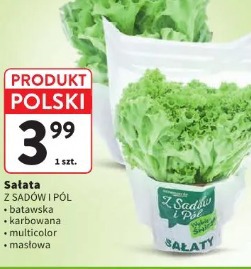 Sałata z sadów i pól