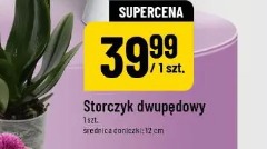 Storczyk dwupędowy