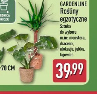 Gardenline Rośliny egzotyczne
