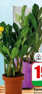 Zamioculcas