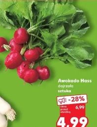 Polska rzodkiewka pęczek
