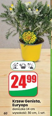 Krzew Genista, Euryops