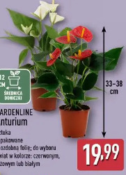 Gardenline Anturium