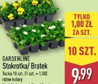 Gardenline Stokrotka/Bratek