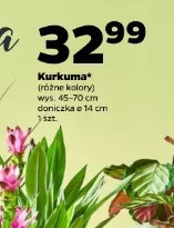 Kurkuma
