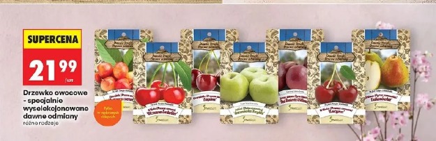 Drzewko owocowe - specjalnie wyselekcjonowane dawne odmiany