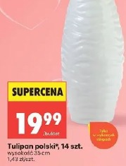 Tulipan polski