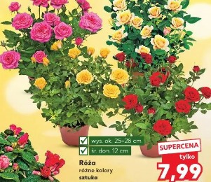 Róża różne kolory