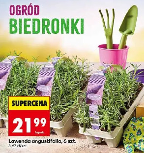 Lawenda angustifolia