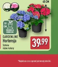 Gardenline Hortensja