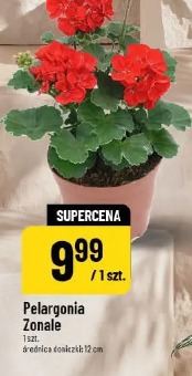 Pelargonia Zonale