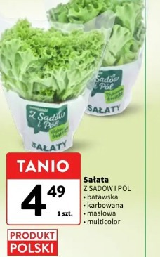 Sałata Z Sadów i Pól