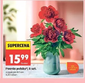 Peonia polska