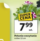 Petunia crazytunia
