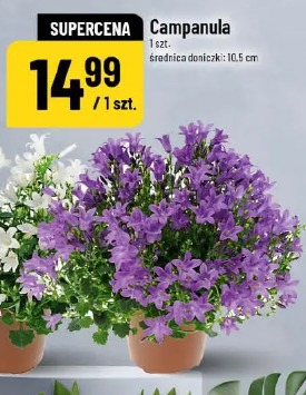 Campanula