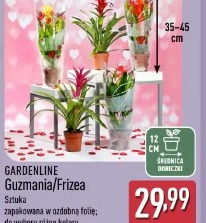 Gardenline Guzmania/Frizea