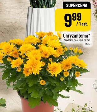Chryzantema