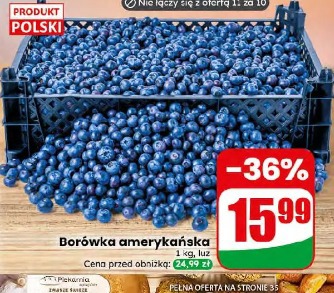 Borówka amerykańska