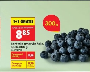 Borówka amerykańska