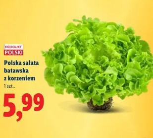 Polska sałata batawska z korzeniem