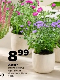 Aster