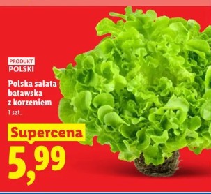 Polska sałata batawska z korzeniem