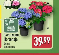 Gardenline Hortensja