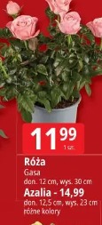Róża Gasa