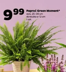 Paproć Green Moment