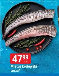 Miętus królewski tusza