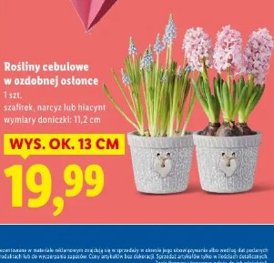 Rośliny cebulowe w ozdobnej osłonce