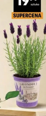 Lawenda francuska w cynkowej osłonce