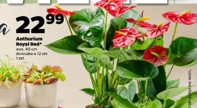 Anthurium Royal Red