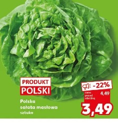 Polska sałata masłowa