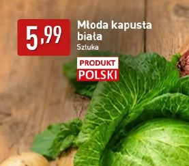 Młoda kapusta biała