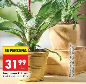 Aechmea Primera