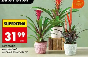 Bromelia exclusive