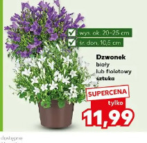 Dzwonek biały lub fioletowy