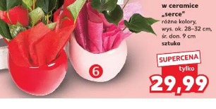 Anturium w ceramice "serce"