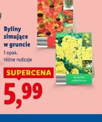 Byliny zimujące w gruncie